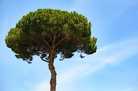 Tree source photo
